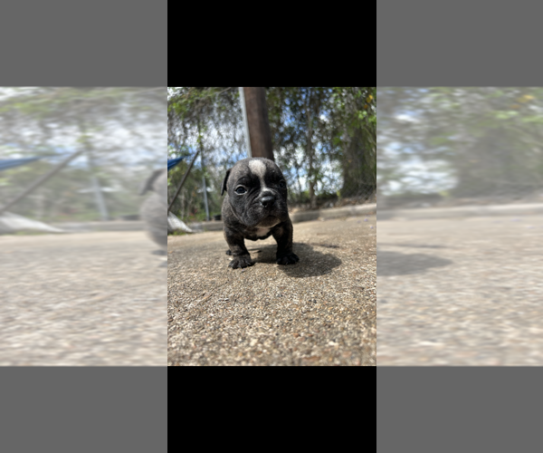 Medium Photo #4 American Bully Puppy For Sale in HOUSTON, TX, USA