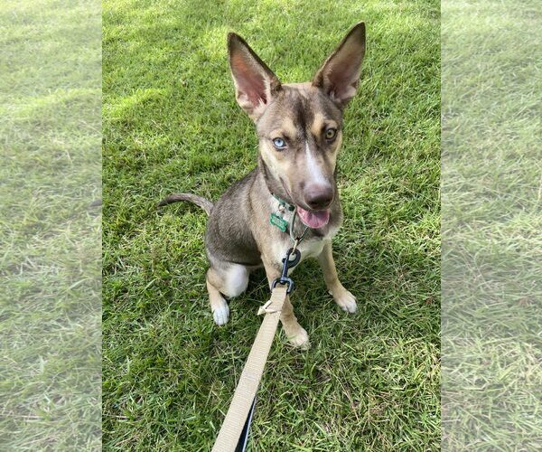 Medium Photo #2 Mutt Puppy For Sale in Greenville, SC, USA