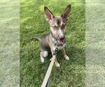 Small #1 Mutt