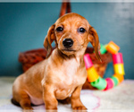 Puppy Idella Dachshund