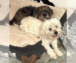 Small #10 Maltese