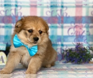Pomeranian Puppy for sale in LANCASTER, PA, USA