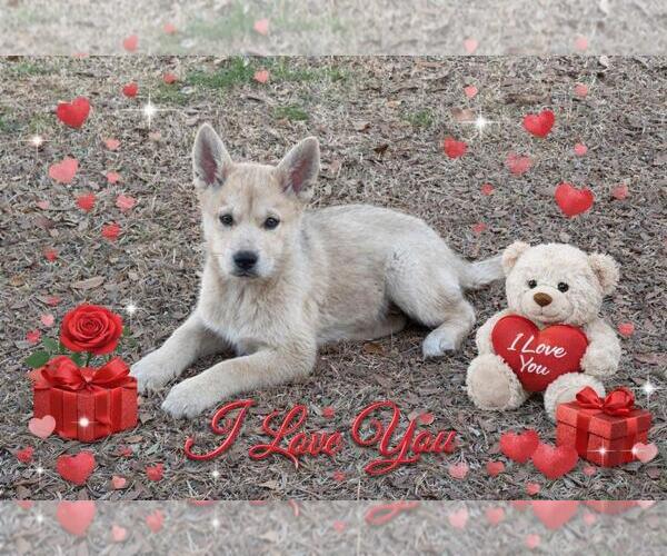 Medium Photo #1 Shiba Inu-Unknown Mix Puppy For Sale in Yardley, PA, USA