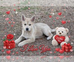 Shiba Inu-Unknown Mix Dogs for adoption in Yardley, PA, USA