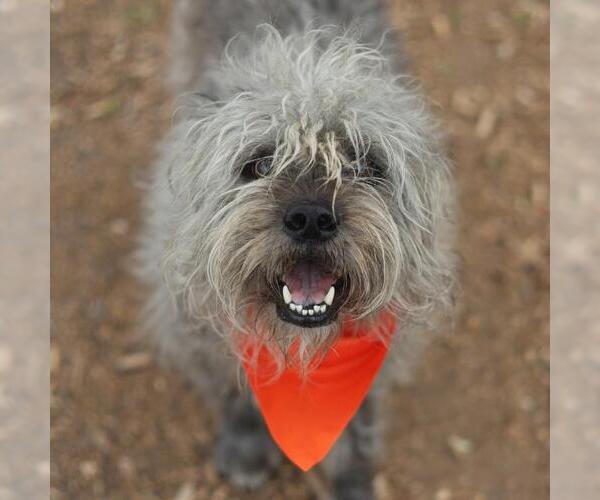Medium Photo #1 Mutt Puppy For Sale in San Antonio, TX, USA