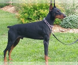 Father of the Doberman Pinscher puppies born on 11/13/2022