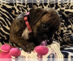 Puppy Miss Pink Boxer