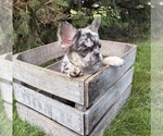 Small #3 French Bulldog