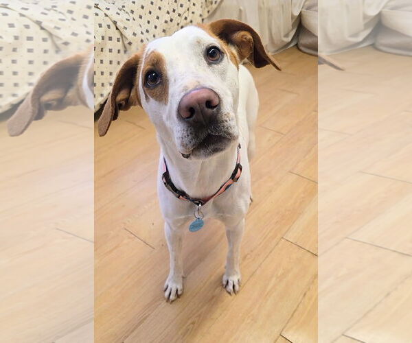 Medium Photo #5 Pointer-Unknown Mix Puppy For Sale in Rockaway, NJ, USA