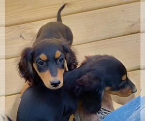 Dachshund Puppy for sale in HALF WAY, MO, USA
