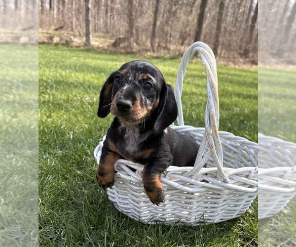Medium Photo #3 Dachshund Puppy For Sale in MIDDLEBURY, IN, USA