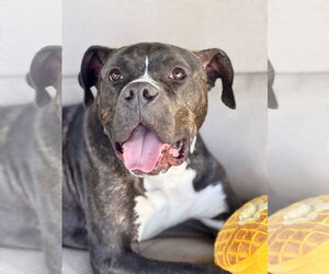 Mutt Dogs for adoption in Mount Laurel, NJ, USA