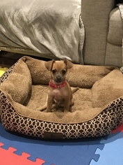 Chihuahua Puppy for sale in POMPANO BEACH, FL, USA