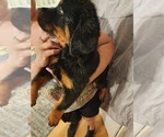 Small #15 Rottweiler
