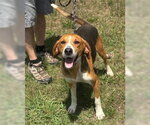 Small #5 Treeing Walker Coonhound