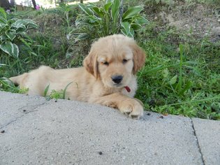 Golden Retriever Puppy for sale in NEWCOMERSTOWN, OH, USA