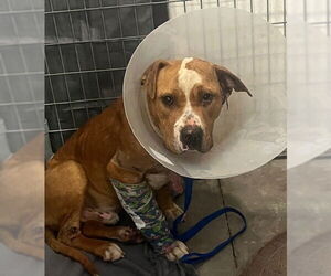 Mutt Dogs for adoption in Riverside, CA, USA