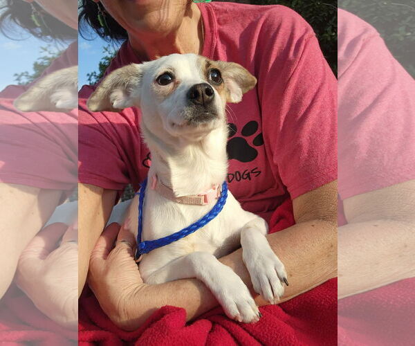 Medium Photo #5 Rat-Cha Puppy For Sale in Grafton, WI, USA