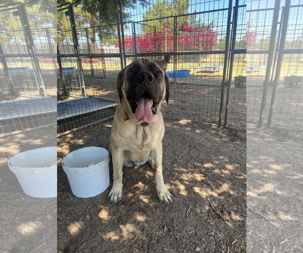 Medium Photo #1 Mastiff Puppy For Sale in Goodyear, AZ, USA