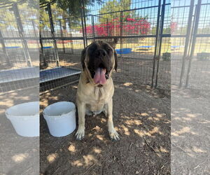 Mastiff Dogs for adoption in Goodyear, AZ, USA