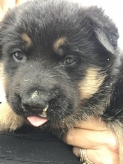 German Shepherd Dog Puppy for sale in PIKETON, OH, USA