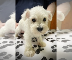 Schnauzer (Miniature) Puppy for sale in ROANOKE, IL, USA