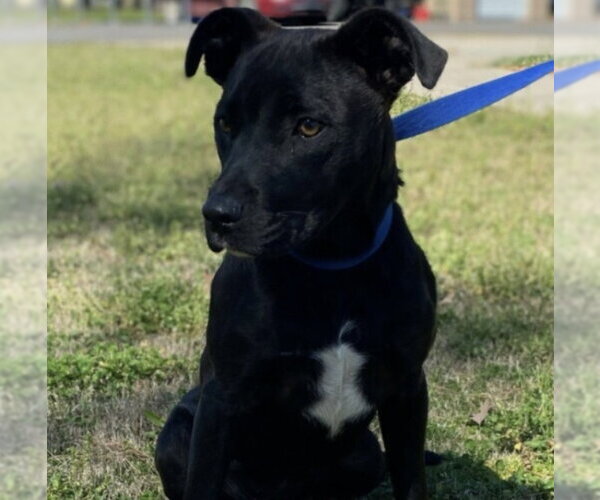 Medium Photo #4 Mutt Puppy For Sale in Rockaway, NJ, USA