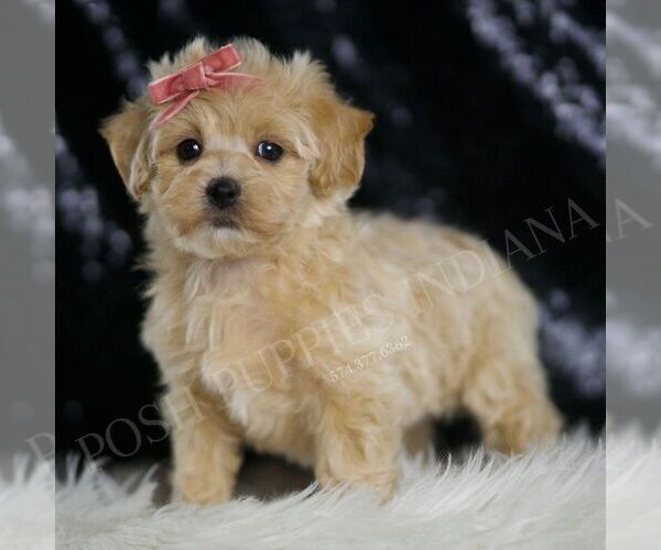 Medium Photo #3 Maltipoo Puppy For Sale in WARSAW, IN, USA