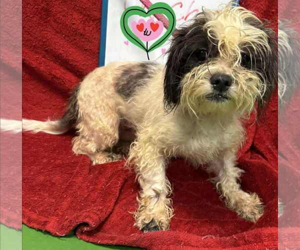 Medium Photo #4 Shih-Poo Puppy For Sale in Rustburg, VA, USA