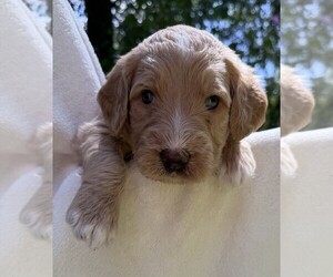 Medium Goldendoodle