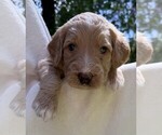 Puppy Mr Yellow Goldendoodle