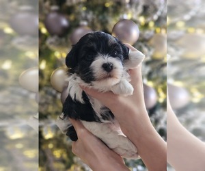 Havanese Puppy for sale in YORKTOWN, VA, USA