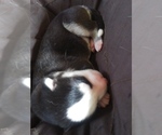 Small Photo #2 Siberian Husky Puppy For Sale in CANDOR, NY, USA