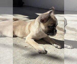 Ella - Female Pug-Unknown Mix Dog for Adoption - Photo #2