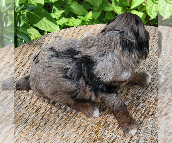 Medium Photo #10 F2 Aussiedoodle Puppy For Sale in COLUMBIA, TN, USA