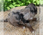 Small #9 F2 Aussiedoodle