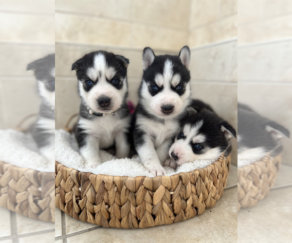 Medium Photo #1 Siberian Husky Puppy For Sale in EAST HERKIMER, NY, USA