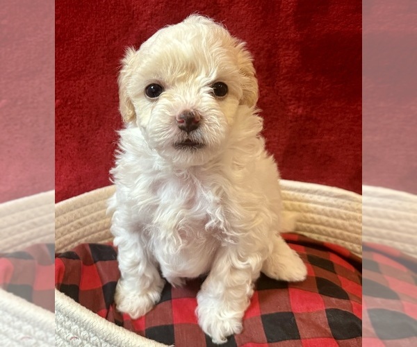 Medium Photo #2 Maltipoo Puppy For Sale in ACWORTH, GA, USA