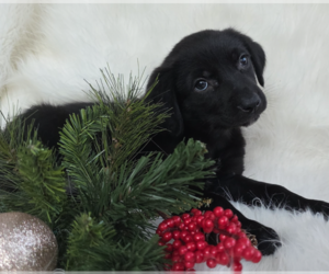 Mutt Dogs for adoption in Brooklyn, NY, USA