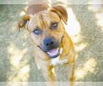 Small #1 Black Mouth Cur Mix