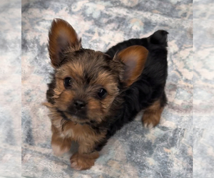 Yorkshire Terrier Puppy for sale in IRVING, TX, USA