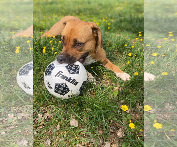 Medium Photo #3 American Staffordshire Terrier-Unknown Mix Puppy For Sale in Holly Springs, NC, USA