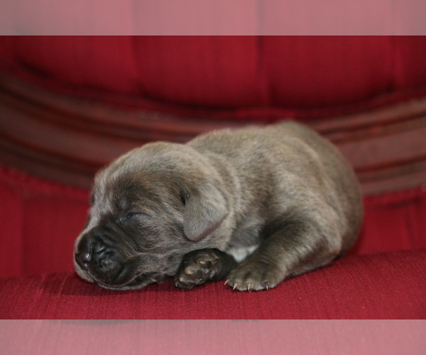Medium Photo #13 Cane Corso Puppy For Sale in ORLANDO, FL, USA