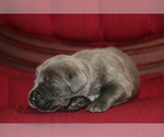Small Photo #13 Cane Corso Puppy For Sale in ORLANDO, FL, USA