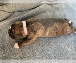 Small Photo #5 Boxer Puppy For Sale in WEST COLUMBIA, SC, USA