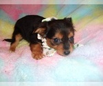 Small #3 Chihuahua