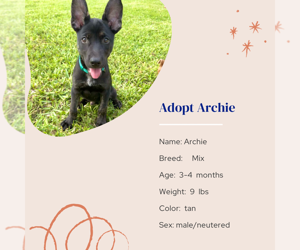 Medium Photo #8 Mutt Puppy For Sale in Naples, FL, USA