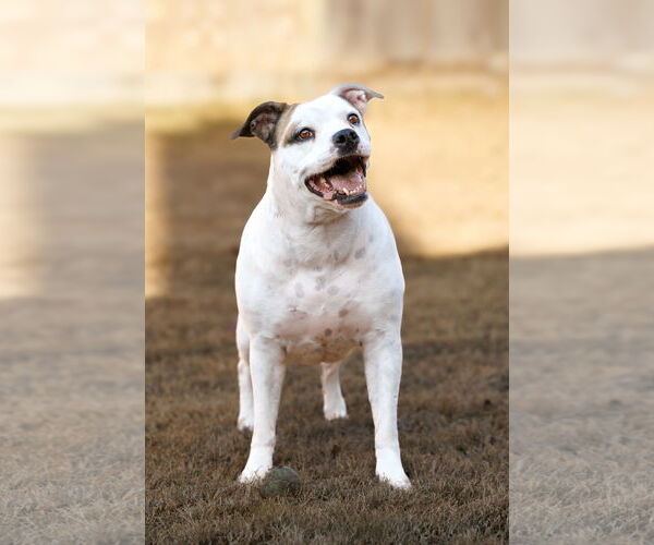 Medium Photo #23 Bullboxer Pit Puppy For Sale in McKinney, TX, USA