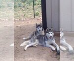 Puppy Ariat Siberian Husky