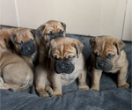 Small Bullmastiff